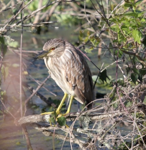 Adolescent Black Crowned Heron by Dennis O'Neil