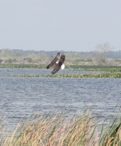 Bald Eagle chasing Osprey with fish