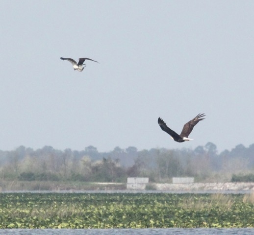 Bald Eagle chasing Osprey with fish 2