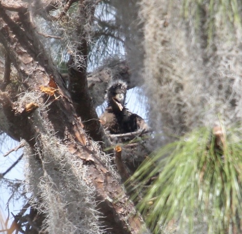 Eaglet at Trout Lake