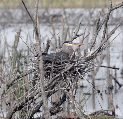 Great Blue Heron on nest
