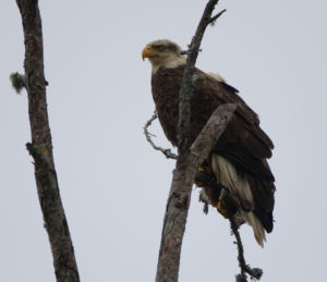 Bald Eagle photo taken by Pat Hackenberg