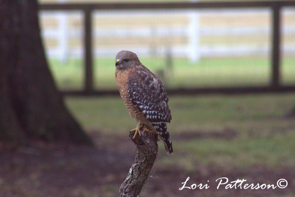 Red Shoulder Hawk by Lori Patterson