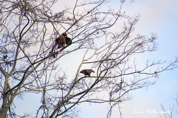 Red Shoulder Hawks aiming on CBC by Lori Patterson