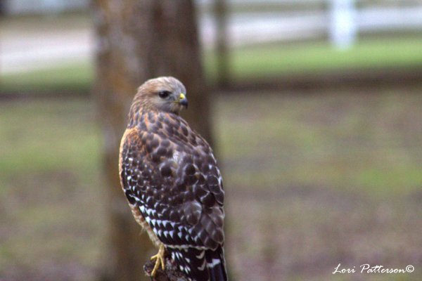 Red Shoulder Hawk by Lori Patterson