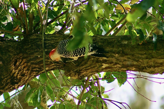 Red bellied woodpecker eating by Lori Patterson