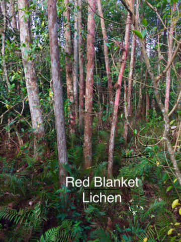 Red Blanket lichen by Peg Urban
