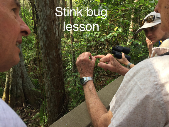 Stink bug lesson by Clyde image by Peg Urban