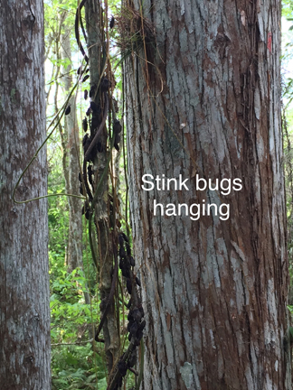 Stink bugs hanging image by Peg Urban